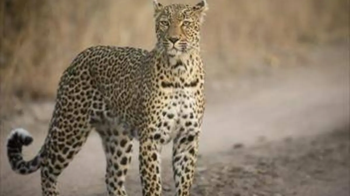 Featured image of post Afrique Du Sud La Piste Du Léopard