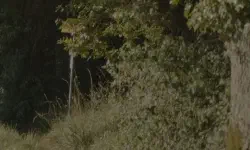 Featured image of post Festina Lente