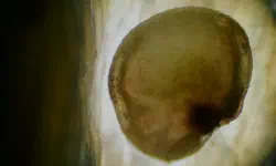 Featured image of post FilmSupply Editfest 2025