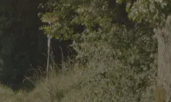 Featured image of post Festina Lente