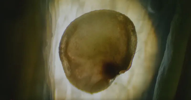 Featured image of post FilmSupply Editfest 2025