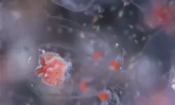 Featured image of post Méduses Les souveraines des océans