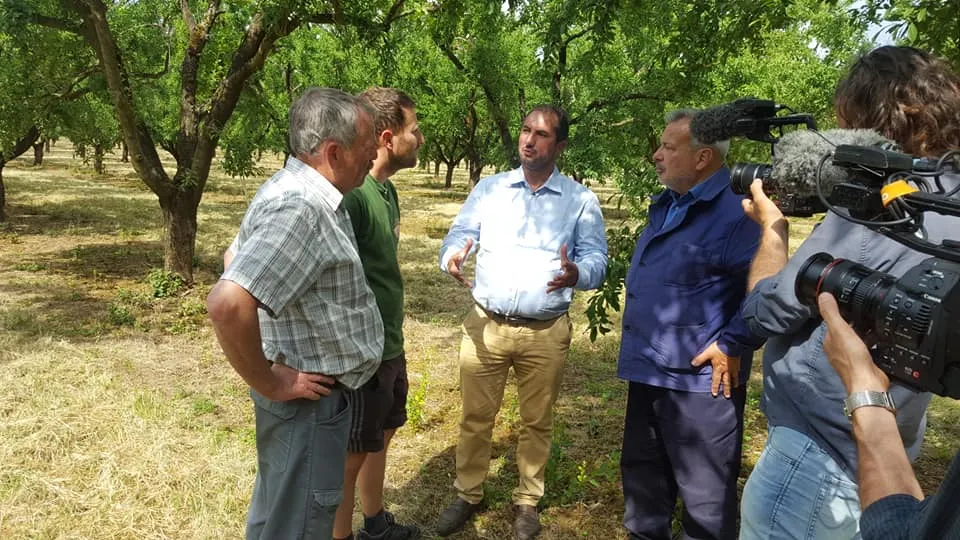 Dans une exploitation de mirabelle