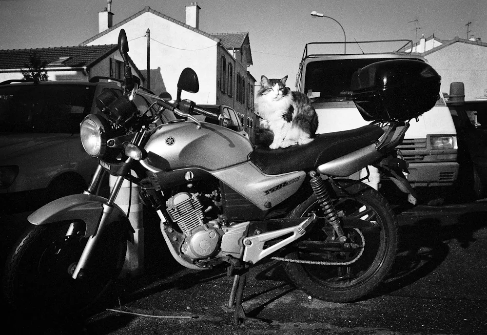 le chat sur la Yamaha | fontenay-sous-bois
